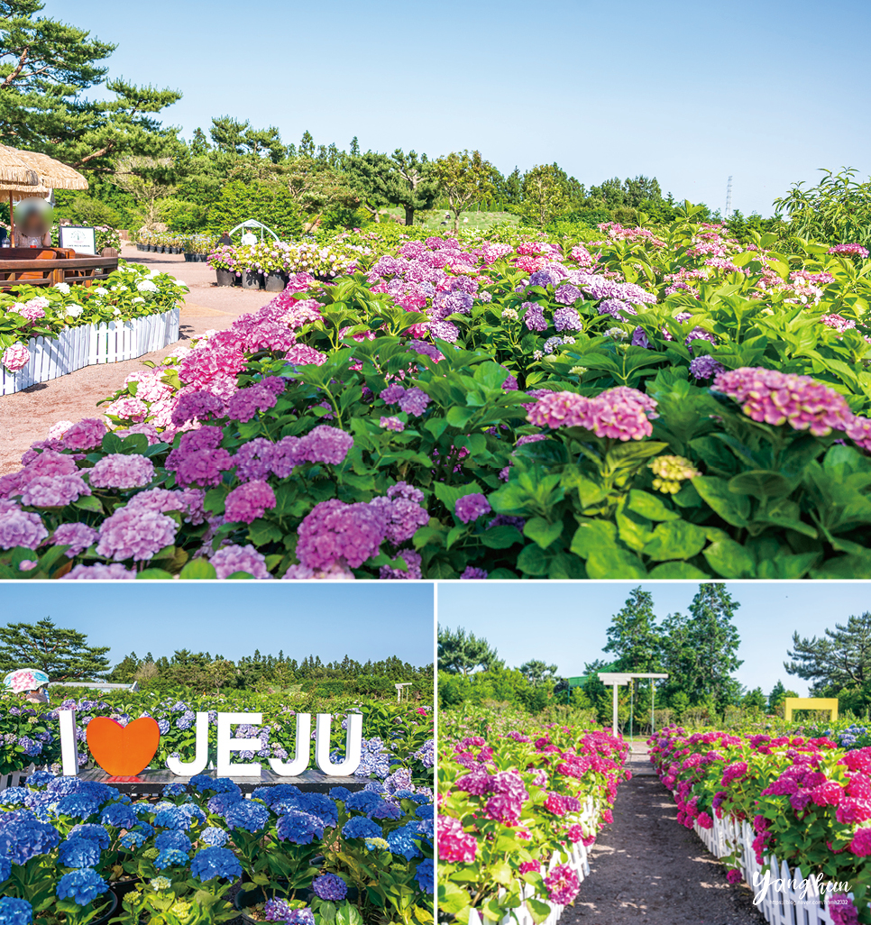 제주도 가족 여행 추천 제주 수국명소 먹거리 등