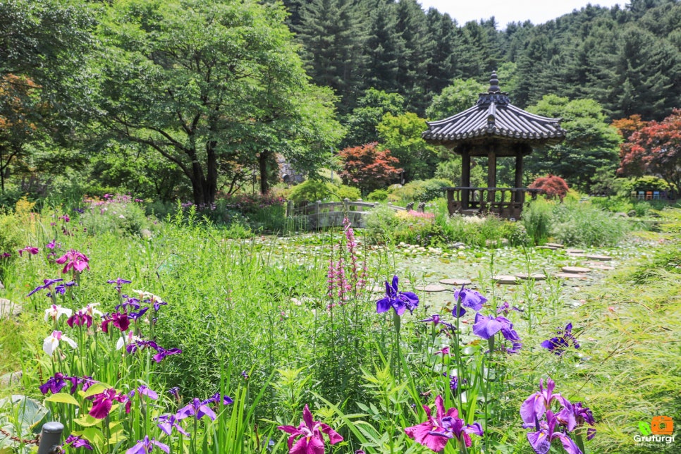 경기도 수국 축제 가평 아침고요수목원 서울근교 계곡 데이트 코스