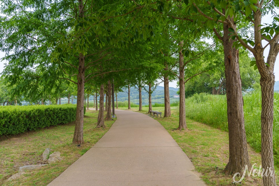 남양주 갈만한곳 물의정원 양귀비 남양주 볼거리 피크닉장소