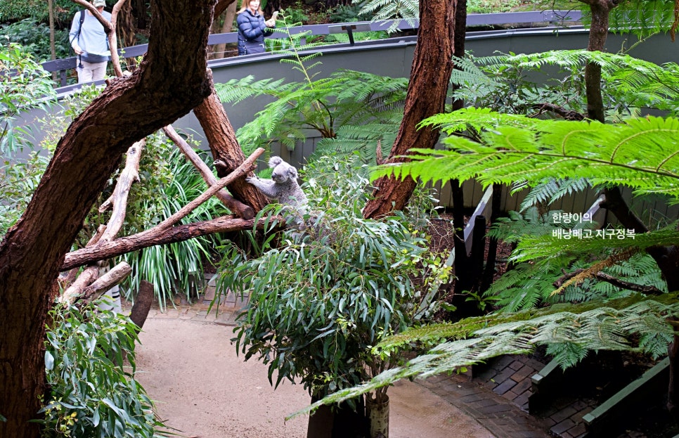 시드니 자유여행 페더데일 동물원 할인 입장권 + 가는법