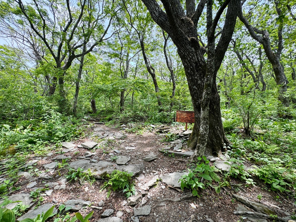 [51] 정선 가리왕산 (발심사 원점회귀 최단 코스)