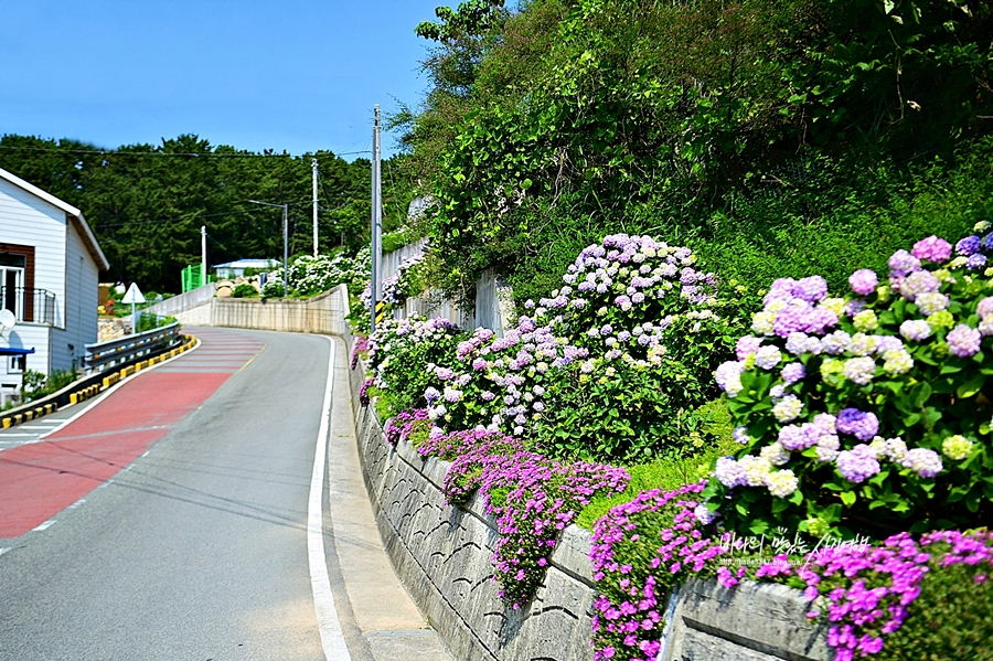 경남 거제 가볼만한곳 거제 수국 명소 신선대 근포마을 썬트리팜 저구항수국 숲소리공원