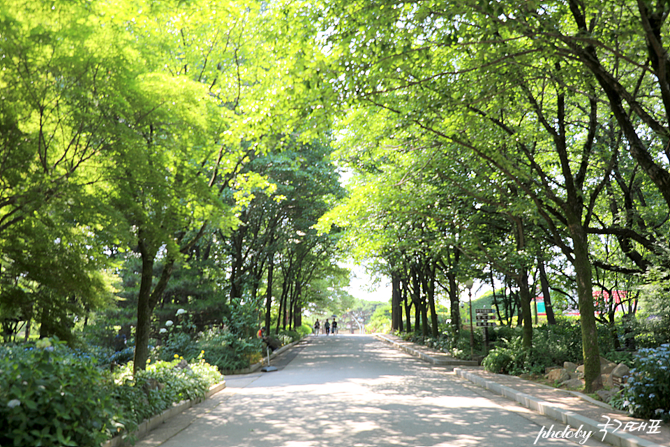 6월 전주 가볼만한곳 가족여행 전주수목원 수국 꽃구경