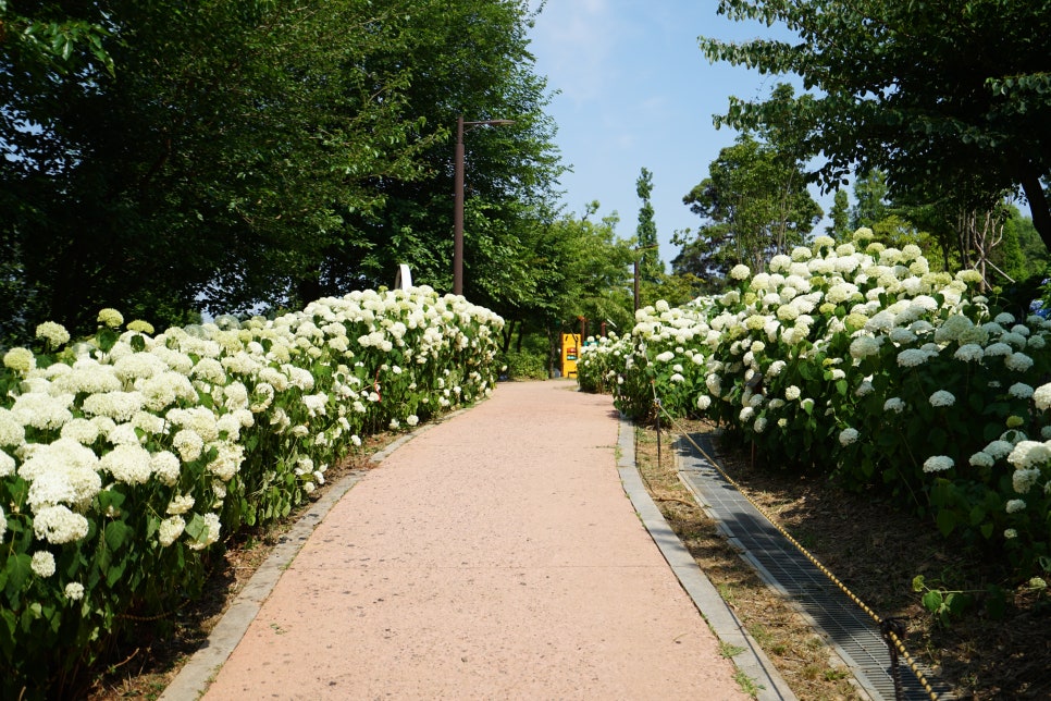 평택 내리문화공원 수국 근황! 평택 수국 여기서 보세요~ 산책하기에도 좋은곳!