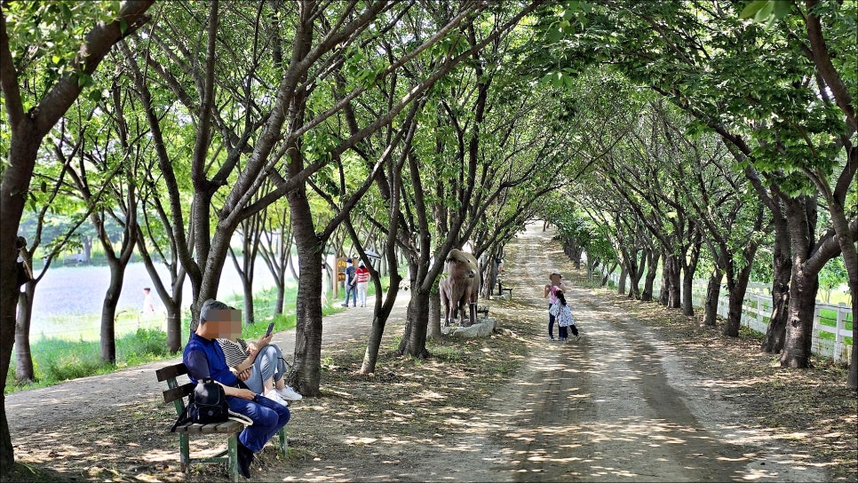 충남 가볼만한곳 당진 아그로랜드 태신목장 수레국화 당진 여행 코스 추천!