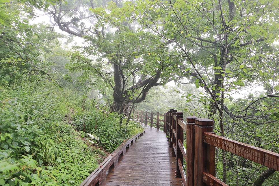 용평리조트 숙소 후기 마운틴코스터 루지 발왕산 케이블카 평창 가볼만한곳 추천