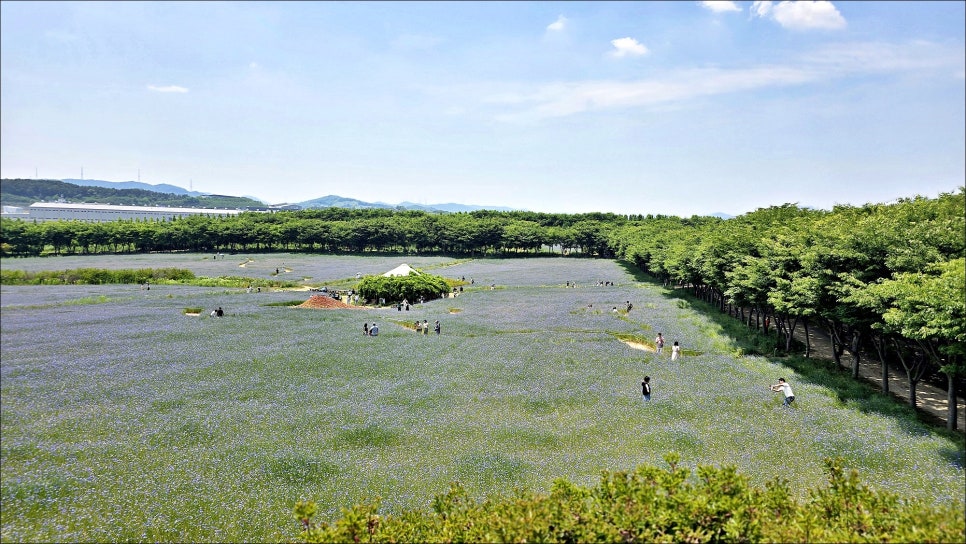 충남 가볼만한곳 당진 아그로랜드 태신목장 수레국화 당진 여행 코스 추천!