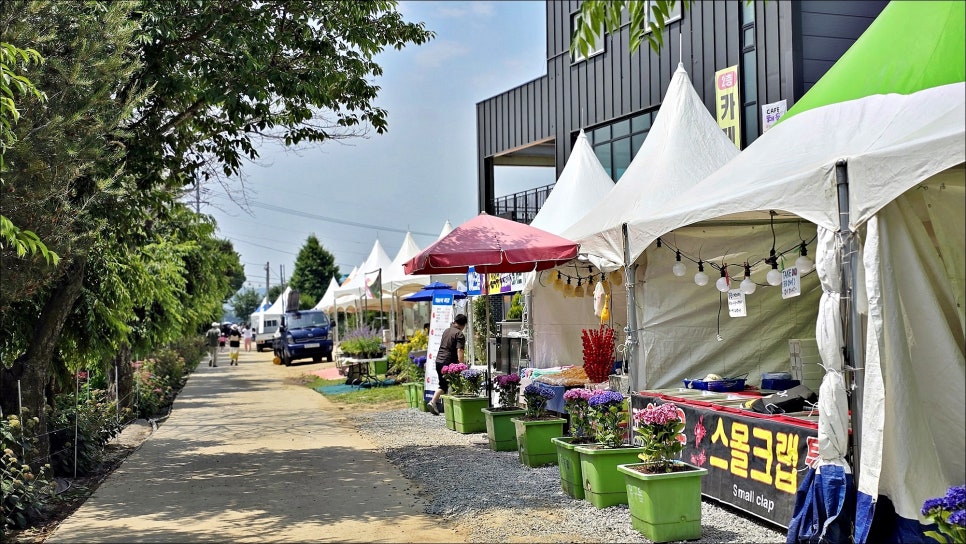 공주 여행 코스 추천 공주수국축제 유구색동수국정원 공주 가볼만한곳!