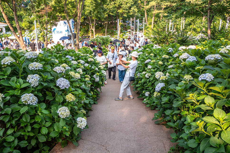 울산 가볼만한곳 장생포 수국축제 울산 고래문화마을