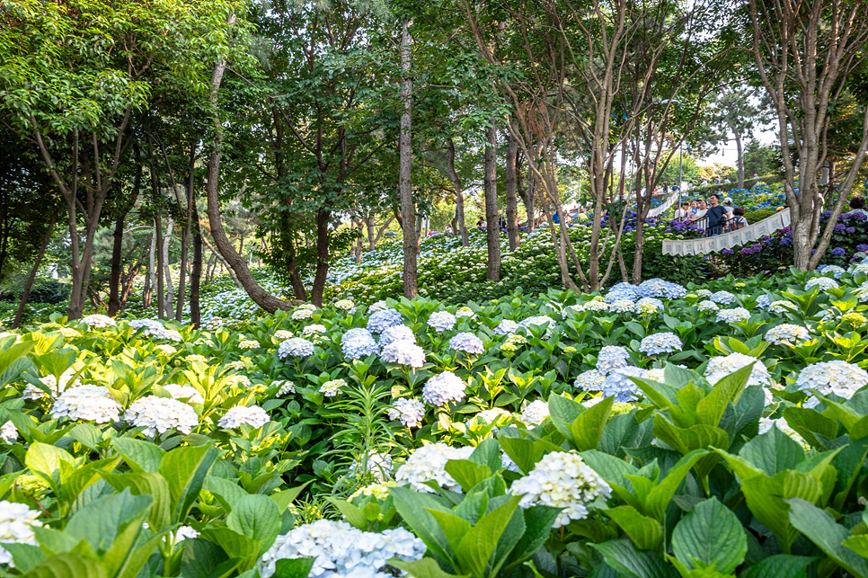 울산 가볼만한곳 장생포 수국축제 울산 고래문화마을