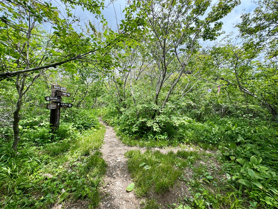 [51] 정선 가리왕산 (발심사 원점회귀 최단 코스)