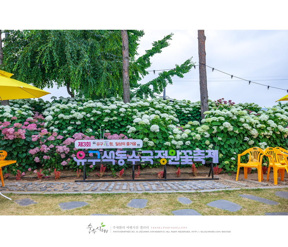 6월 국내 여행 여름꽃 공주 수국축제 유구 색동수국정원 주차