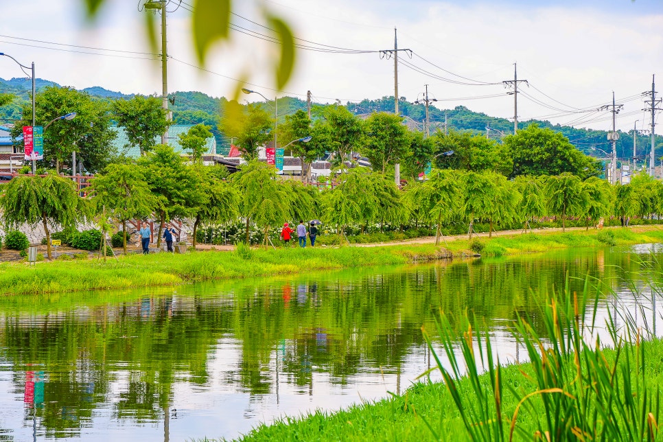 공주 가볼만한곳 유구 수국축제 공주 유구색동수국정원 6월 15일 실시간