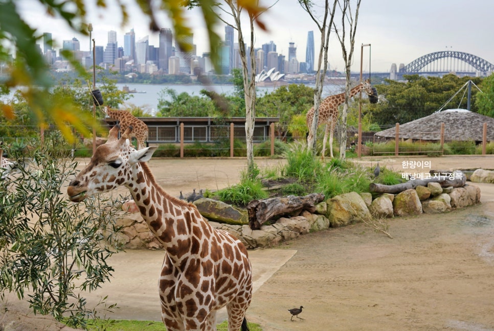 시드니 자유여행 페더데일 동물원 할인 입장권 + 가는법