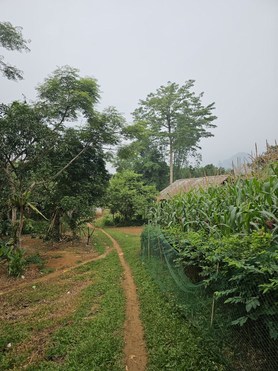 베트남 여행지 추천, GO LAO 폭포/바칸빌리지 주변 하이킹 3km 걷기