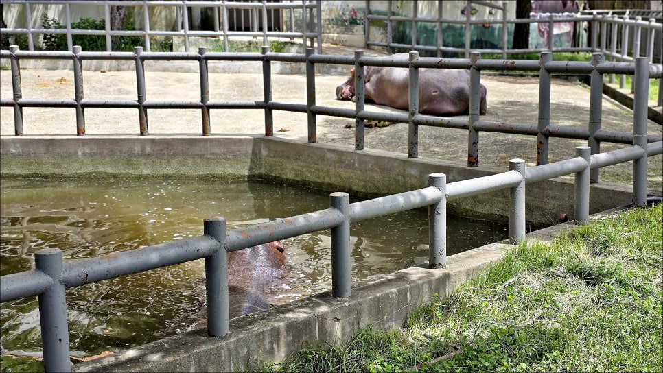 전주 아이와 가볼만한곳 전주동물원 볼거리 놀거리 전주 가족여행 추천!