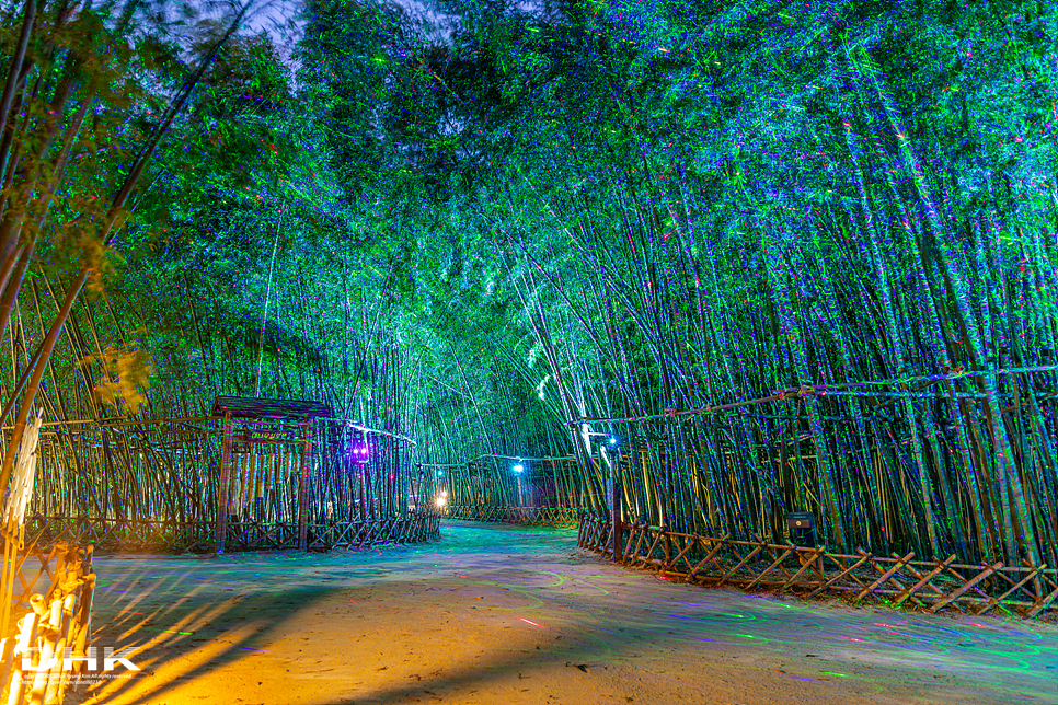 울산가볼만한곳 태화강국가정원 십리대숲 은하수길 야경 십리대밭교 대나무숲