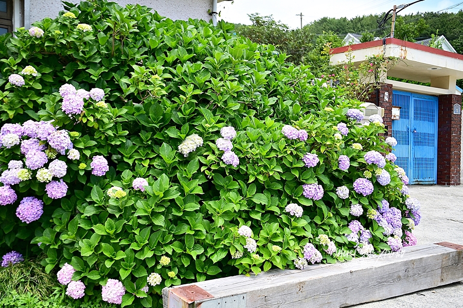 경남 거제 가볼만한곳 거제 수국 명소 신선대 근포마을 썬트리팜 저구항수국 숲소리공원