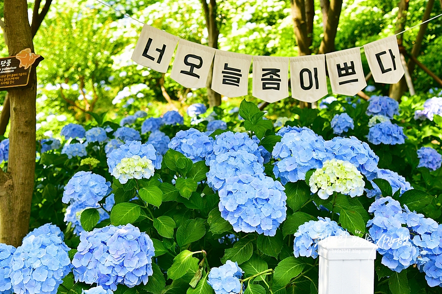 울산 가볼만한곳 울산 장생포 수국축제 고래문화마을