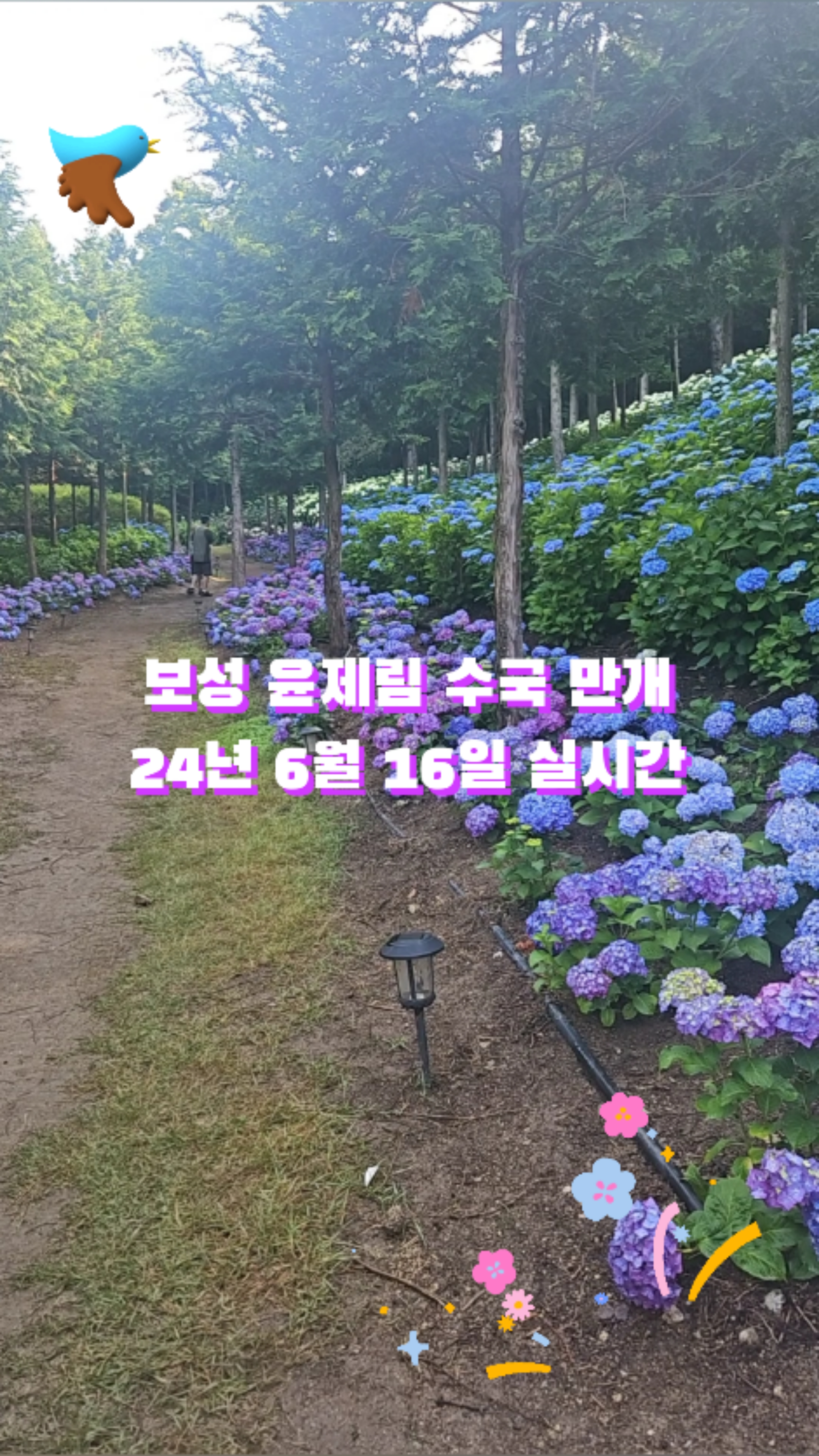 보성 윤제림 수국 명소 만개 보성 가볼만한곳 6월 16일 실시간