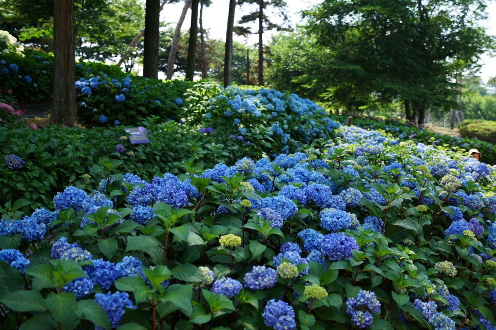 평택 내리문화공원 수국 근황! 평택 수국 여기서 보세요~ 산책하기에도 좋은곳!