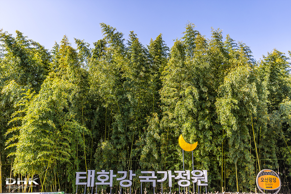 울산가볼만한곳 태화강국가정원 십리대숲 은하수길 야경 십리대밭교 대나무숲