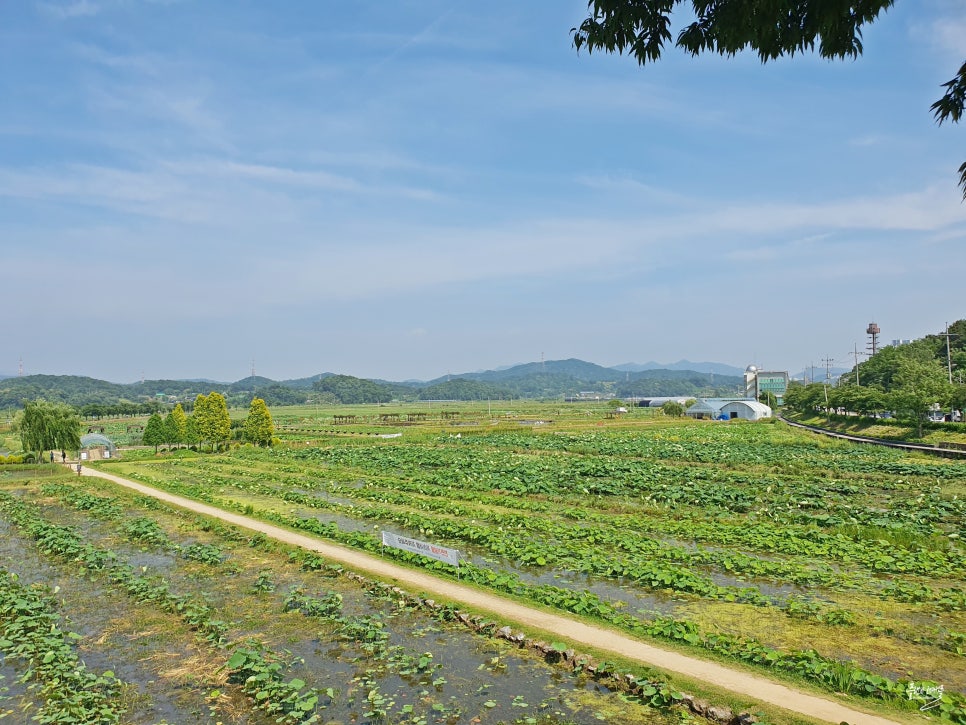 경기도 시흥 가볼만한곳 시흥 여행 관곡지 연꽃테마파크