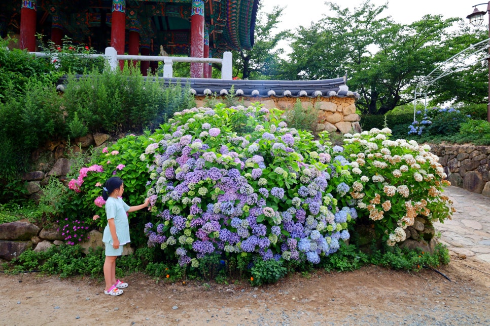 6월 경주 가볼만한곳 경주 기림사 수국 꽃구경