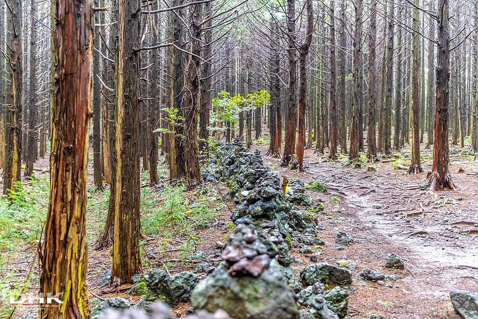 제주 머체왓숲길 소롱콧길 편백나무숲 제주도 비올때 가볼만한곳 비오는날 원시림 탐방