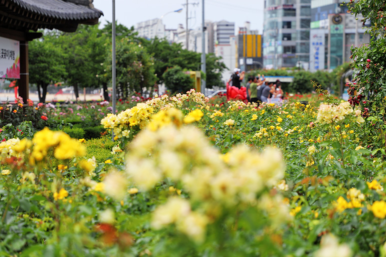 포항 가볼만한곳 영일대 장미원 포항 영일대 술집 백천 등