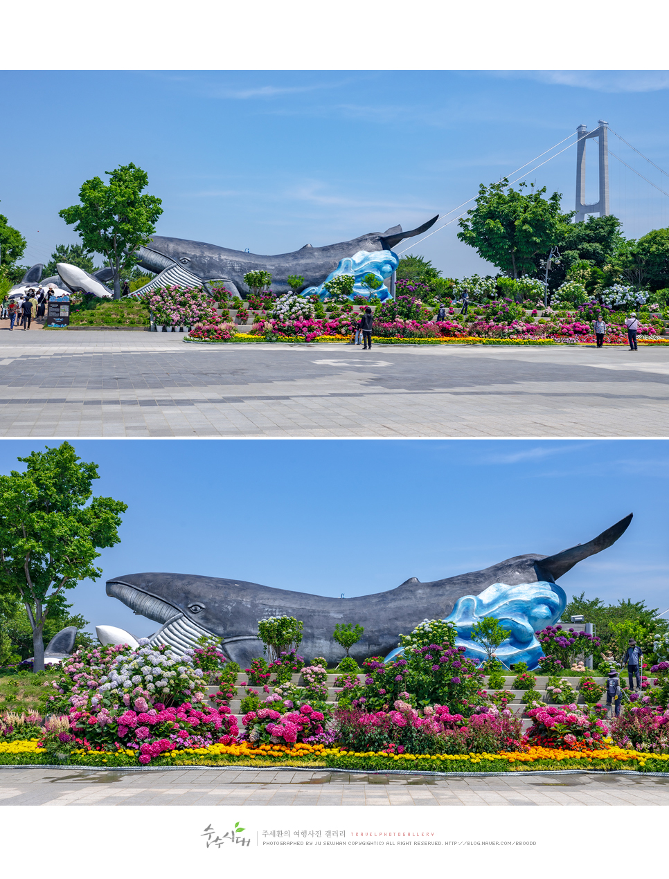 울산 장생포 수국축제 고래문화마을 주차 울산 드라이브 코스