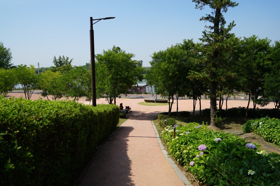 평택 내리문화공원 수국 근황! 평택 수국 여기서 보세요~ 산책하기에도 좋은곳!