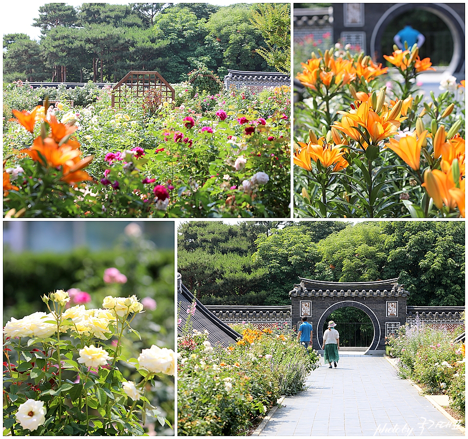 6월 전주 가볼만한곳 가족여행 전주수목원 수국 꽃구경