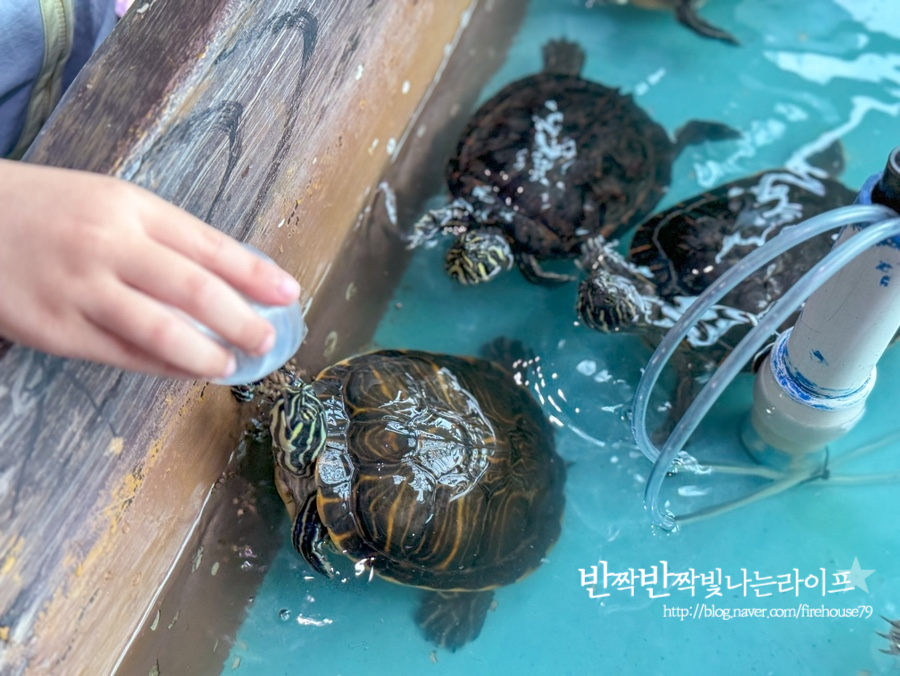 경포 아쿠아리움 강릉 실내 놀거리 아이와 갈만한곳