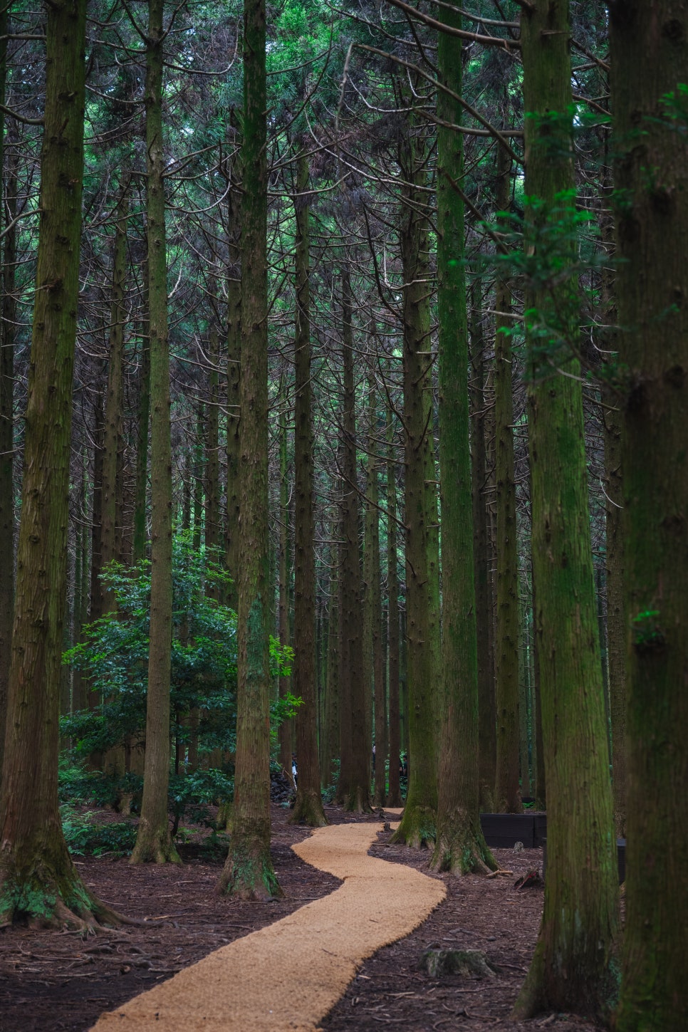 제주도 비 올 때 꼭 가야 할 곳 사려니숲길 붉은오름 걷기 좋은 숲길