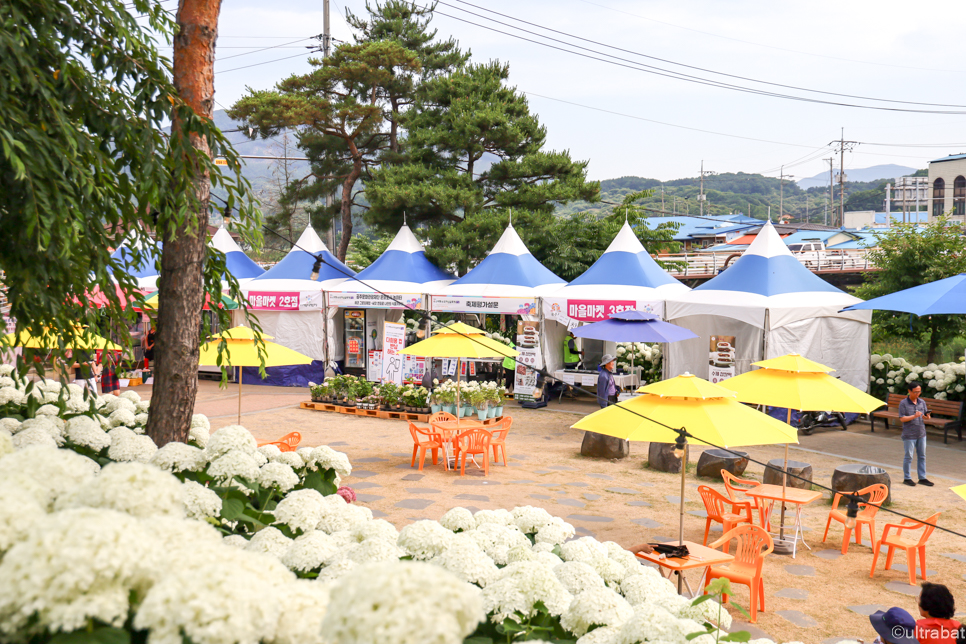 공주 가볼만한곳 유구 색동 수국정원 수국축제 공주 여행지