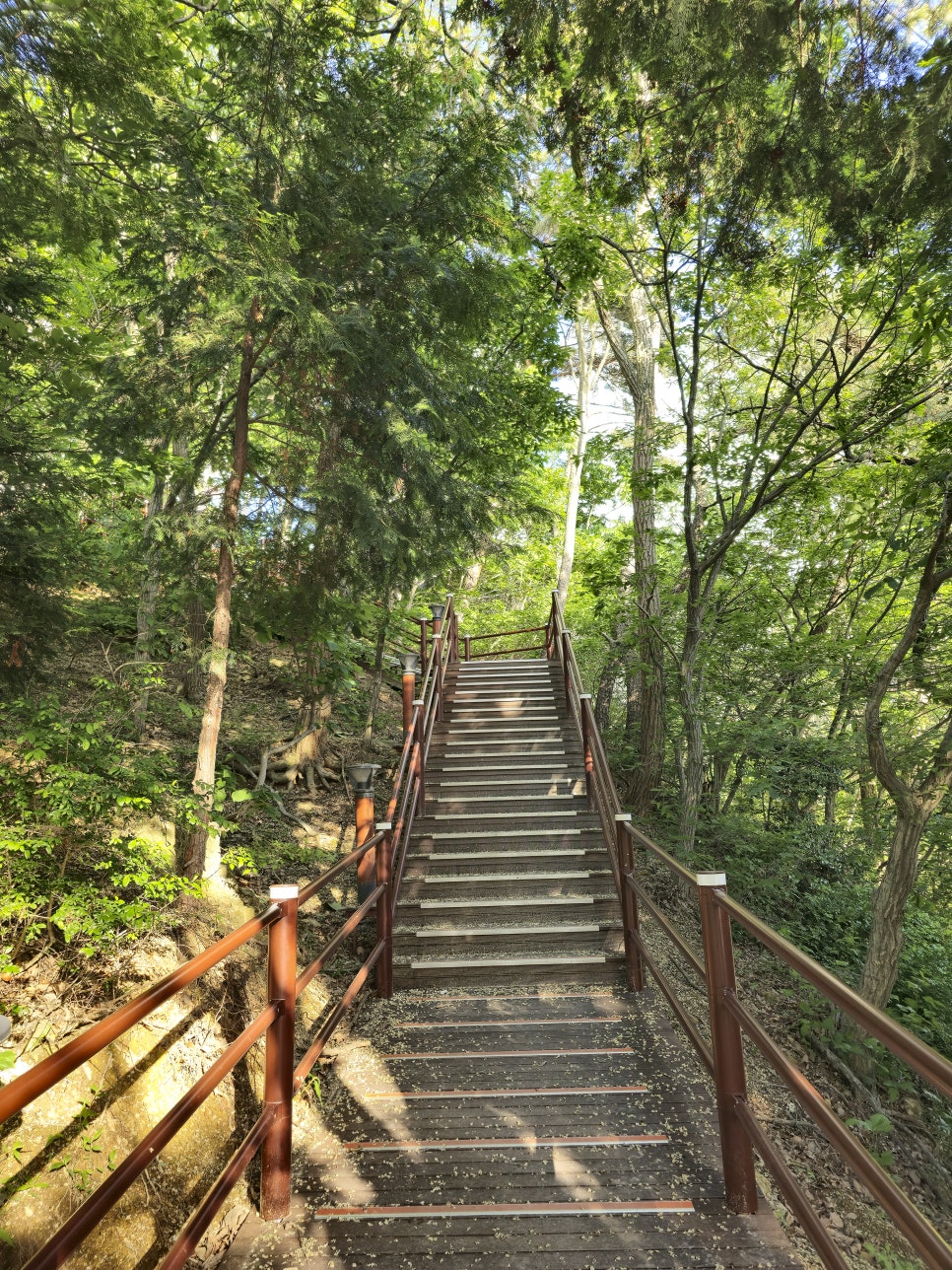 여자 뱃살빼는법 체지방빼는법 리세린지 수국잎 다이어트 운동 추천