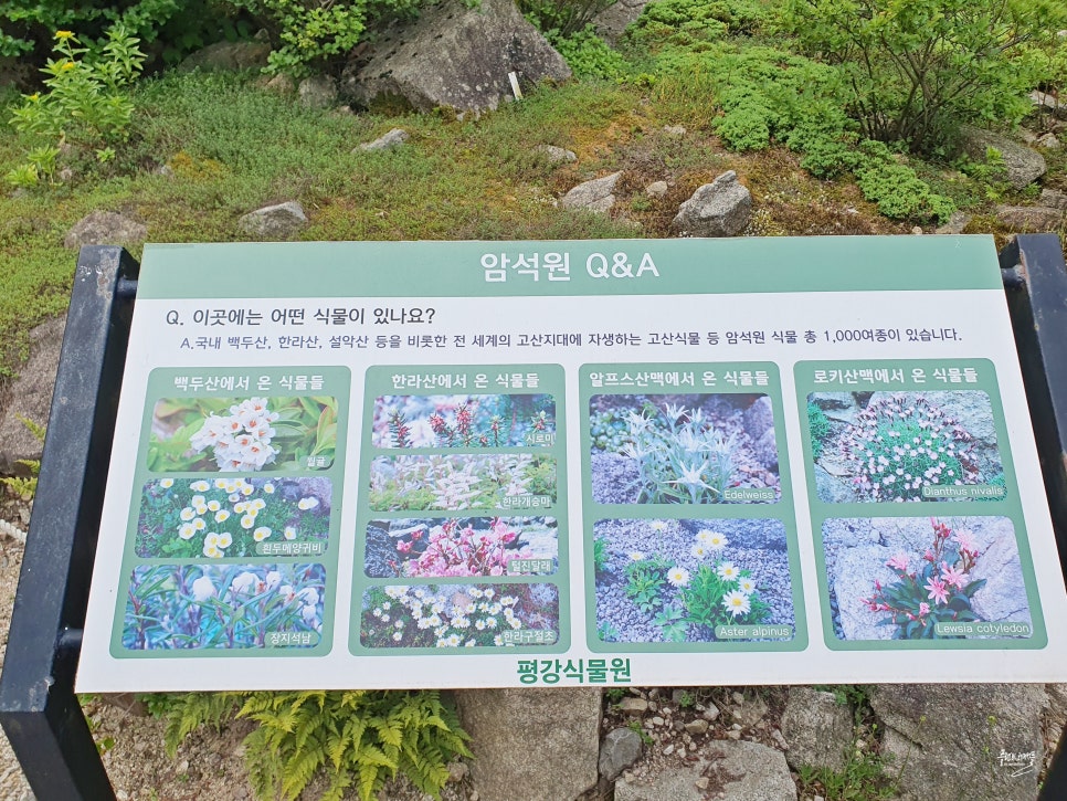 경기도 포천 가볼만한곳 포천 평강랜드 평강식물원 수국 꽃구경