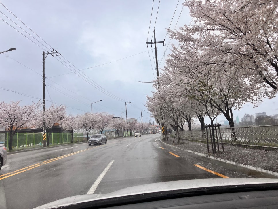 2024년 4월3일~4월10일 구미, 동탄 벚꽃구경
