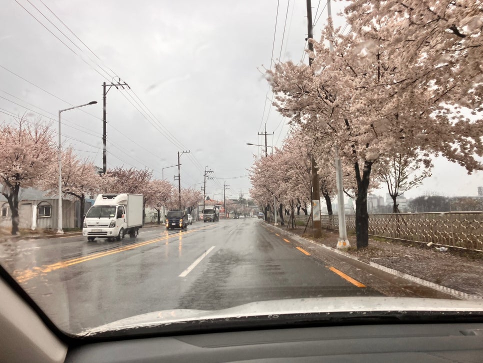 2024년 4월3일~4월10일 구미, 동탄 벚꽃구경