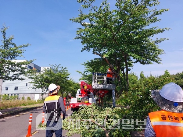 제주시, 재해위험 가로수 집중 정비.. 1만 5,000여 그루