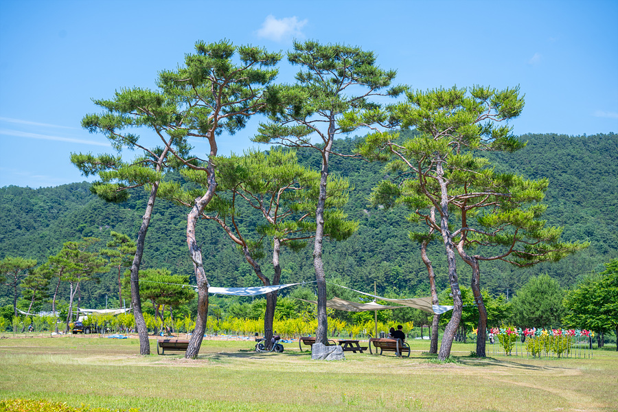 상주 경천섬 공원 낙동강 자전거길 캠핑장 경북 노지 차박 캠핑 장소