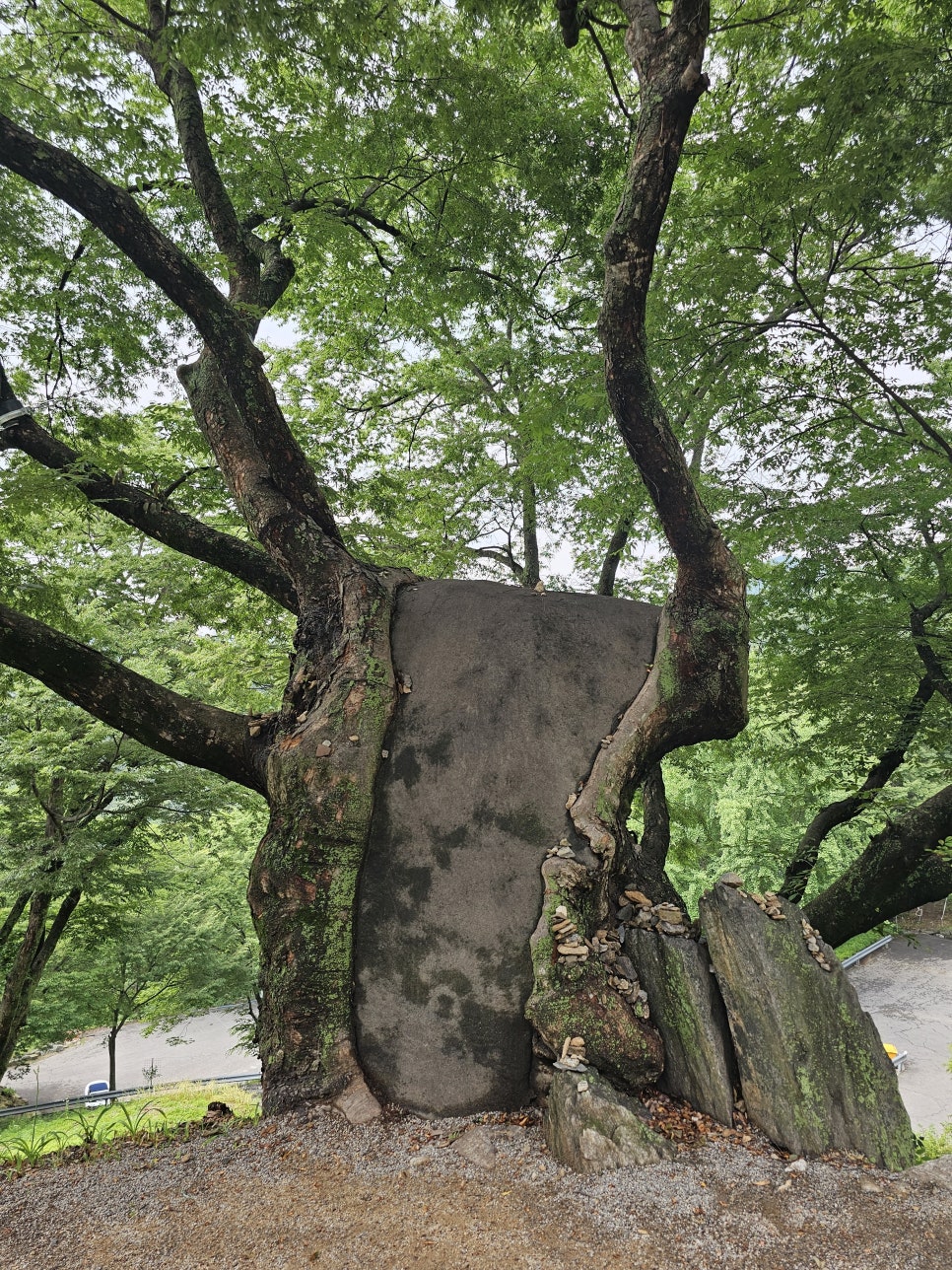 천안 여행 코스 천안 가볼만한곳 전국유명사찰 천년고찰 성불사 관람 포인트