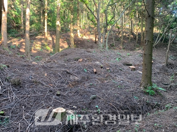세계유산본부, 거문오름 삼나무 10만여그루 단계적 간벌