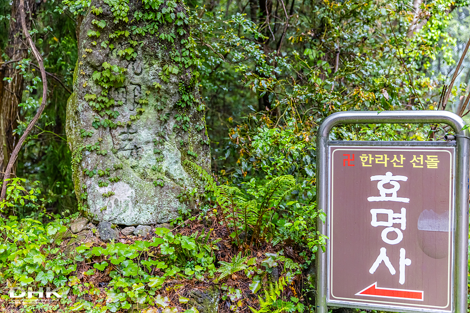 제주도 비올때 가볼만한곳 효명사 천국의문 제주 여름시기 장마기간 비오는날 여행지