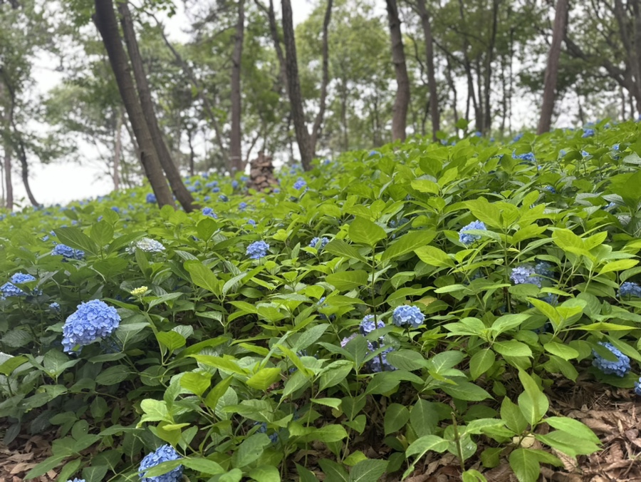 여수 장도 예술의섬 수국구경하러 비오는날 가봄