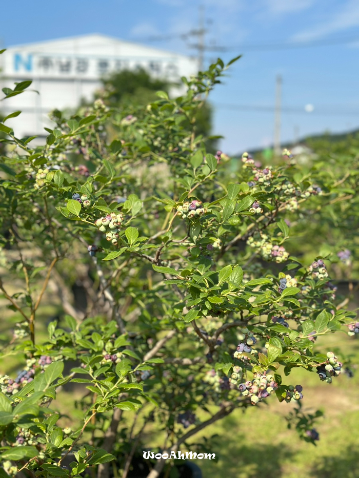 5세아이랑&18개월아기랑 : 용인 체험농장 포레스트벨 (만24개월이하무료)