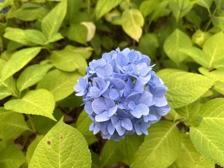 여수 장도 예술의섬 수국구경하러 비오는날 가봄