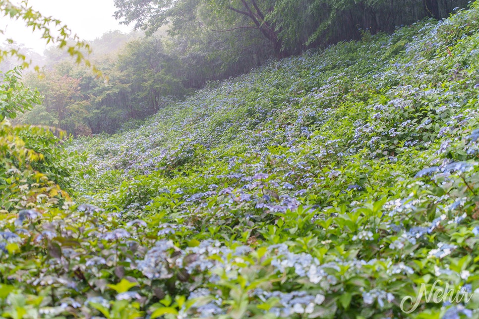 경기도 광주 가볼만한곳 곤지암 화담숲 수국 남한산성 행궁