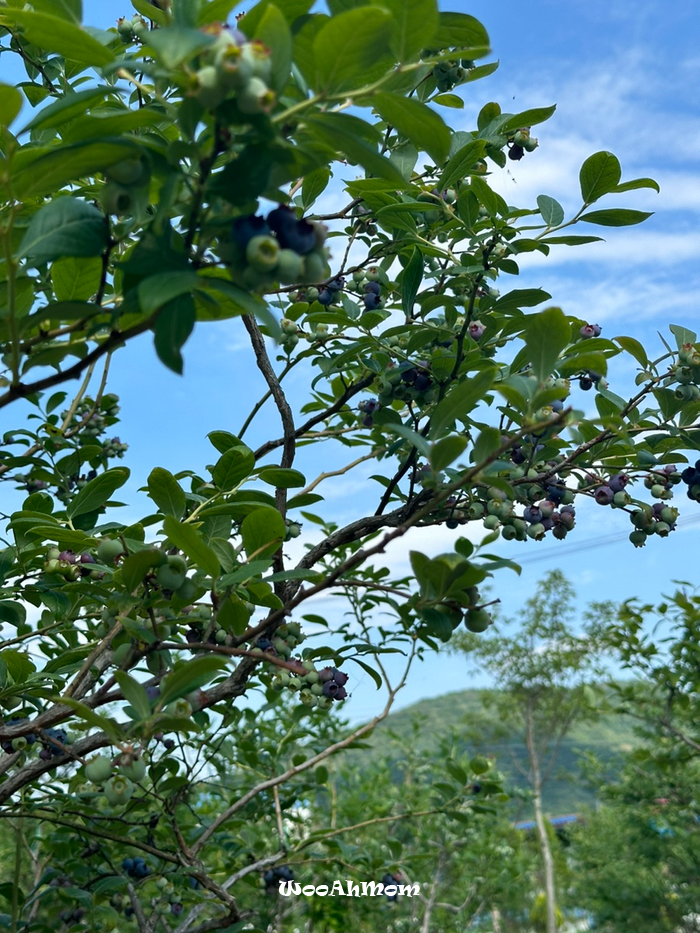 5세아이랑&18개월아기랑 : 용인 체험농장 포레스트벨 (만24개월이하무료)